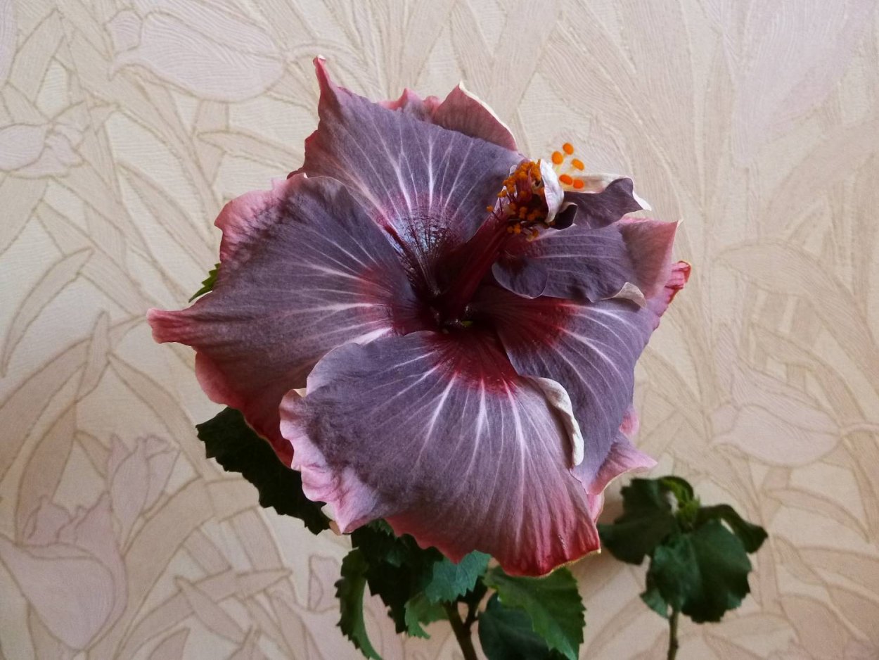 Гибискус голубой