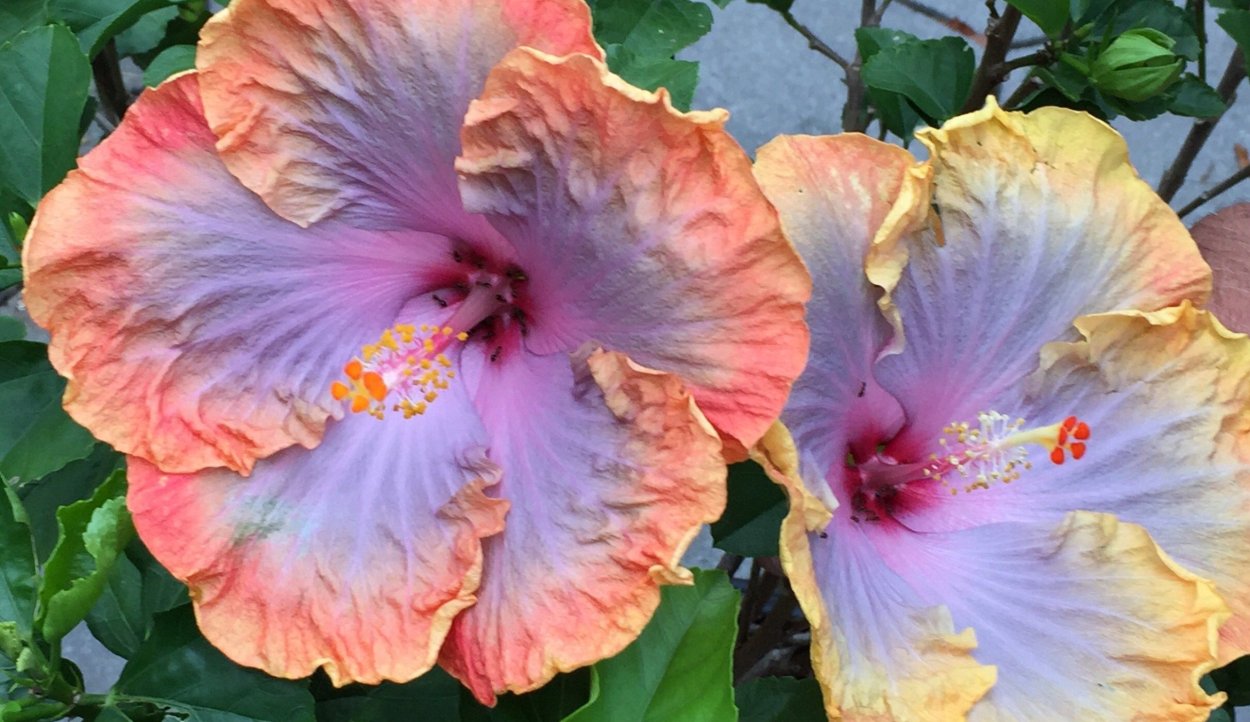 Художник Lee Alban