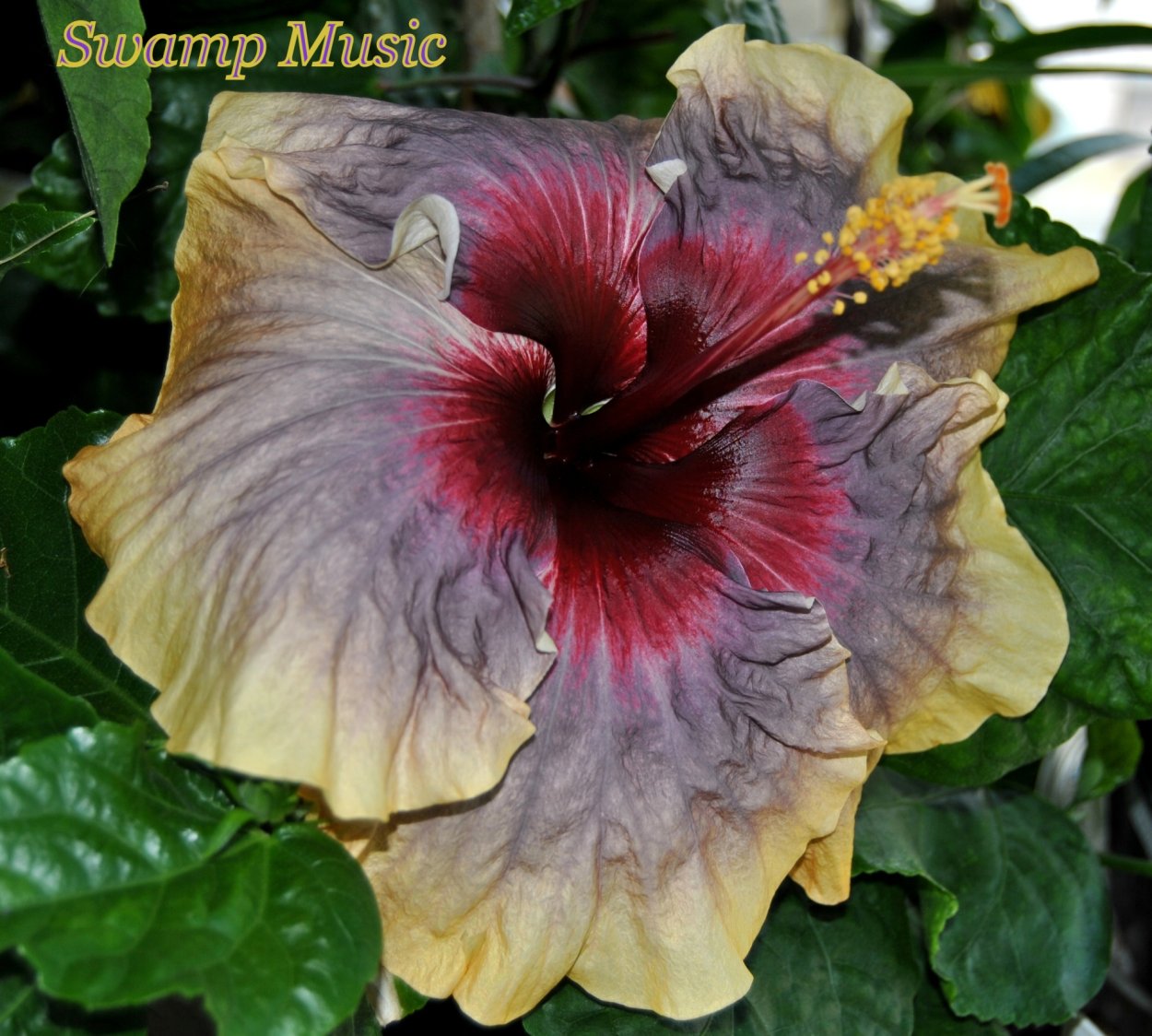 Розовый флирт гибискус