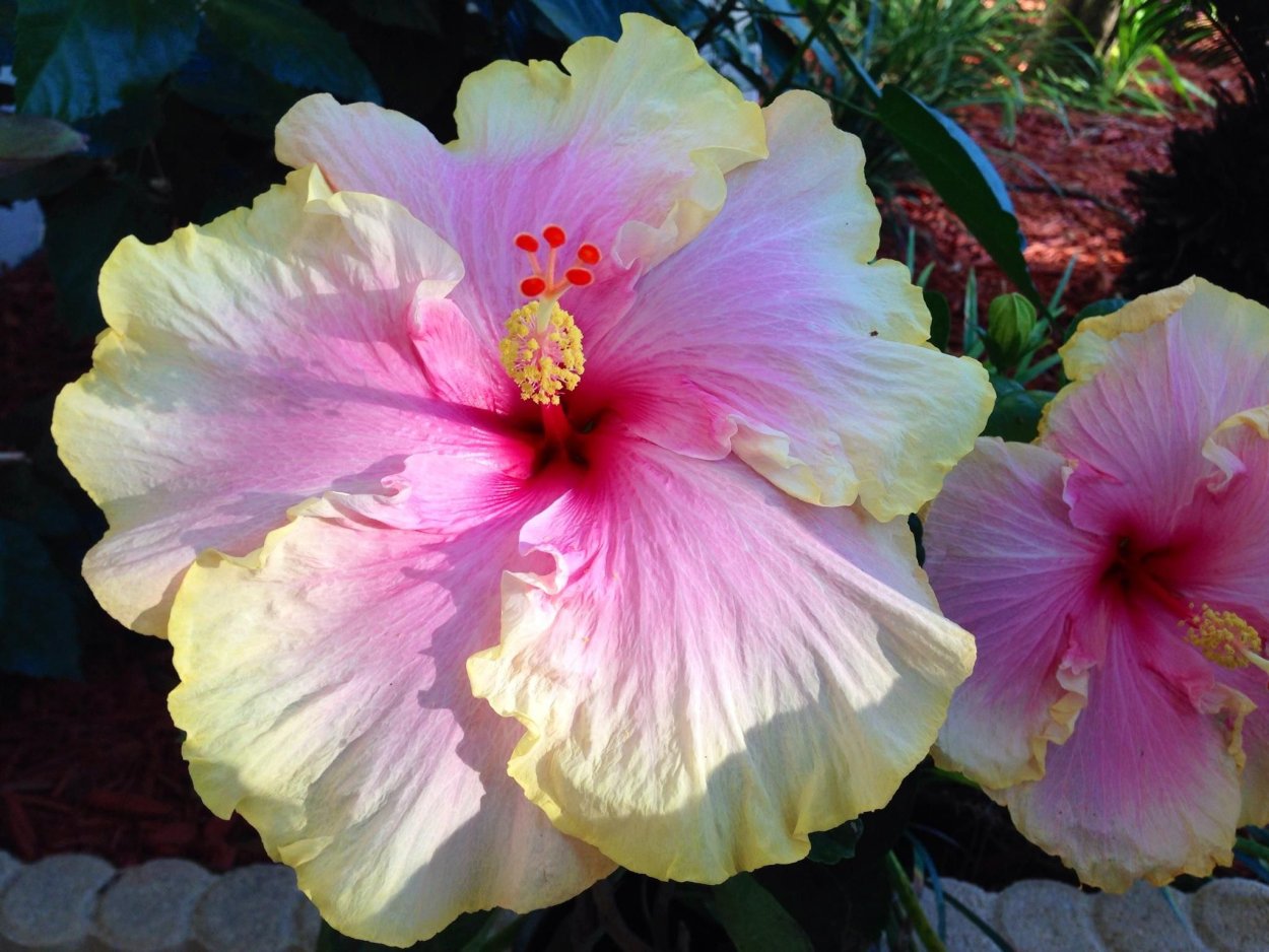 Гибискус Michelle Phillipon