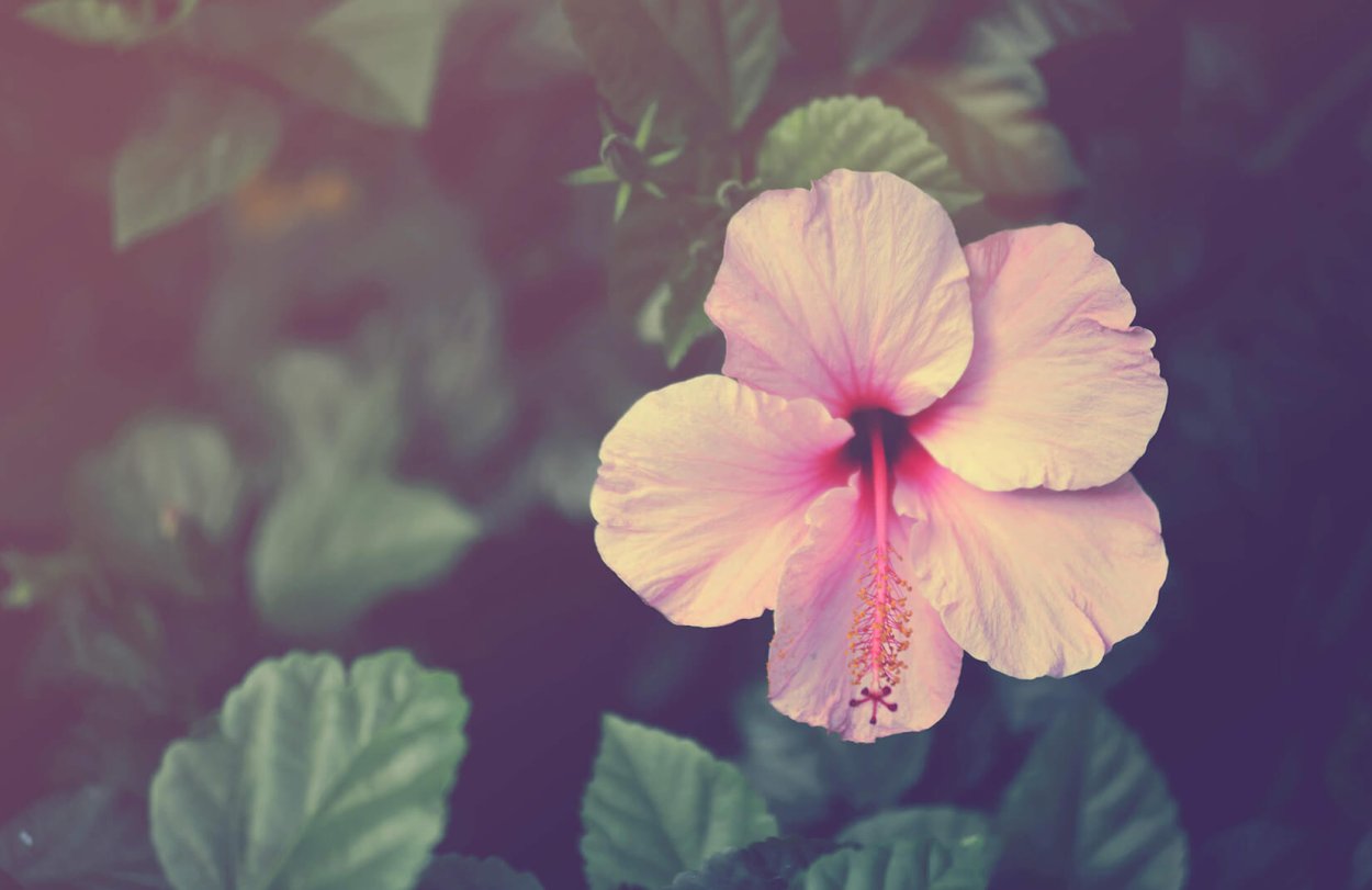 Гибискус Арабиан Шарм