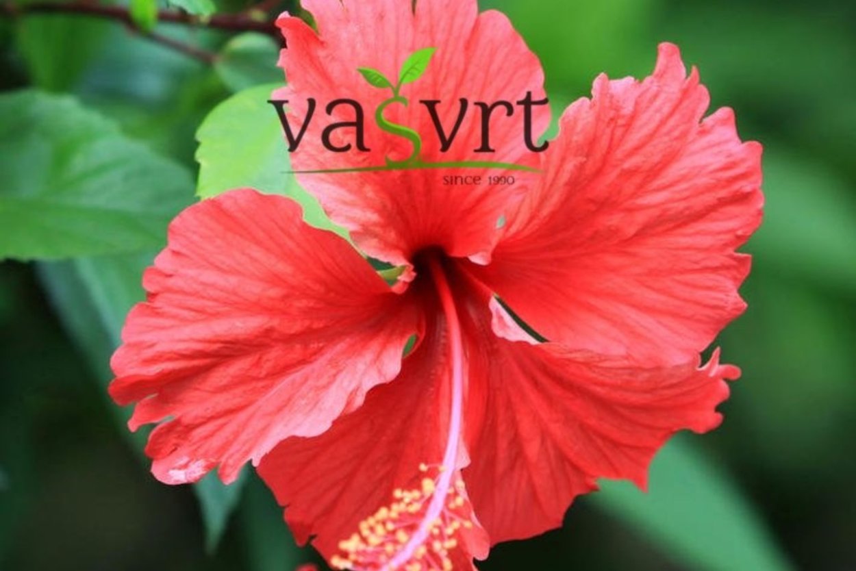 Гибискус Madeline Champion