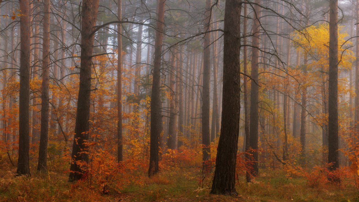 Бор осенний лес Нижегородская область