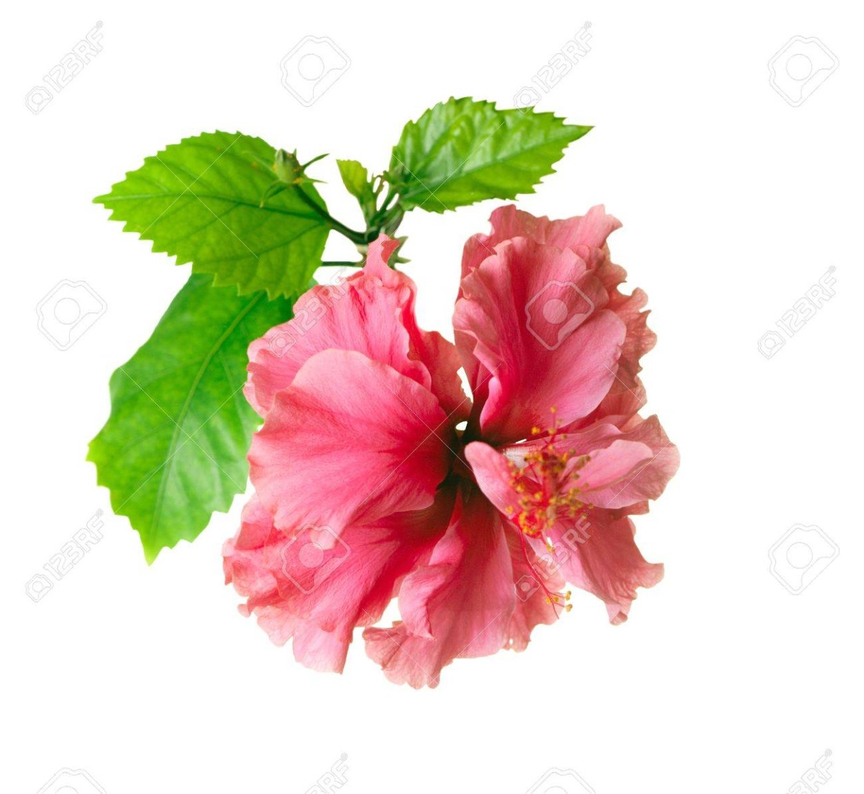 Гибискус адонис Еллоу