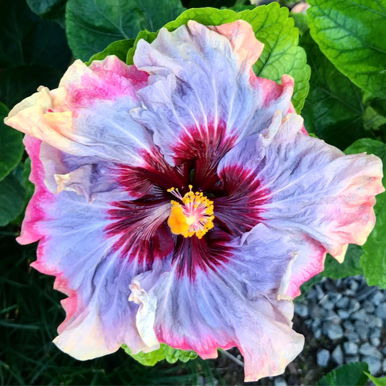 Гибискус леди креолка