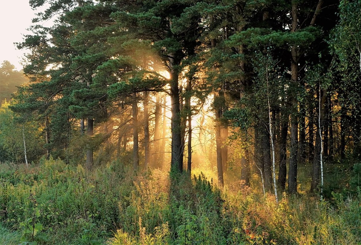 Березово Сосновый лес