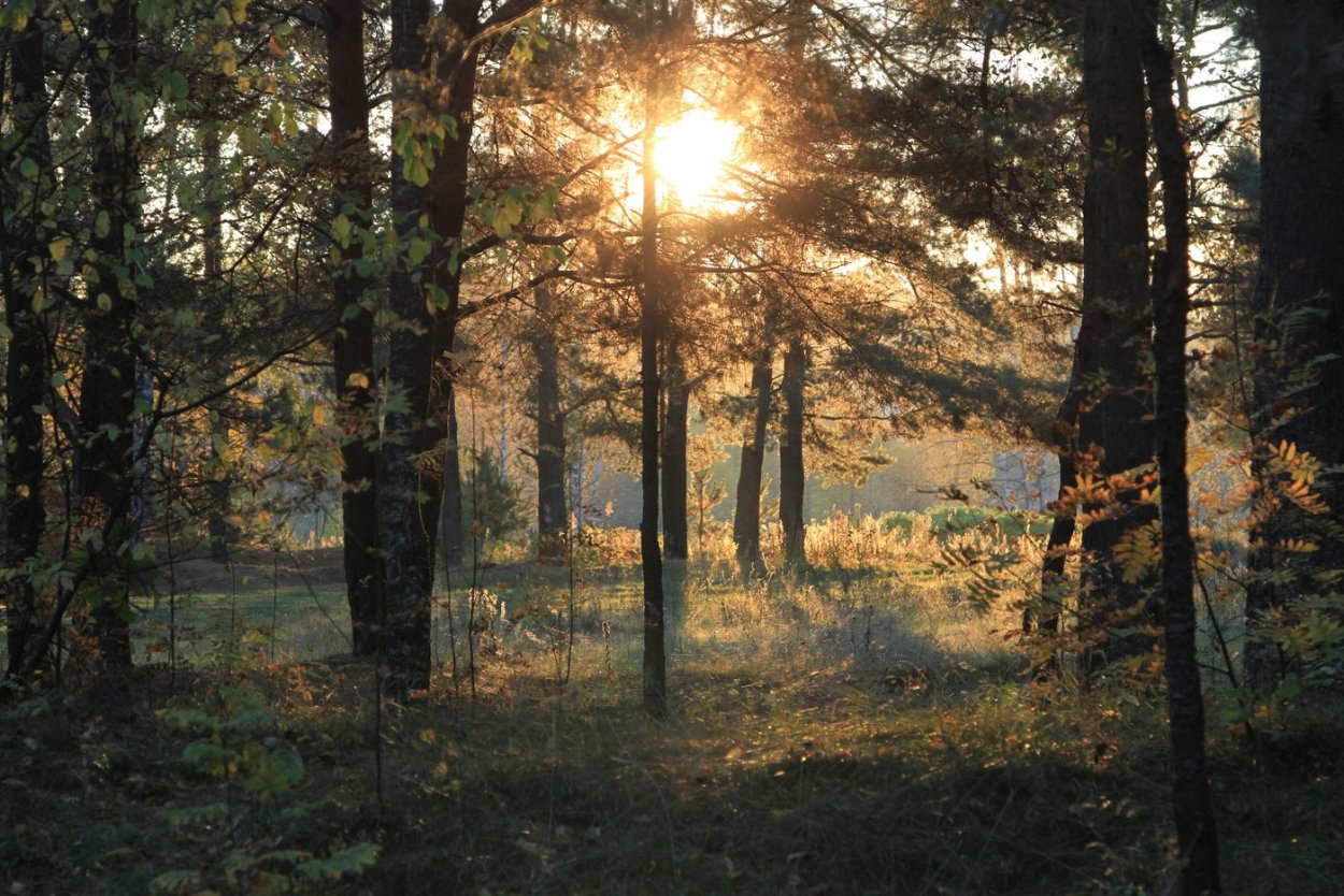 Августовский лес