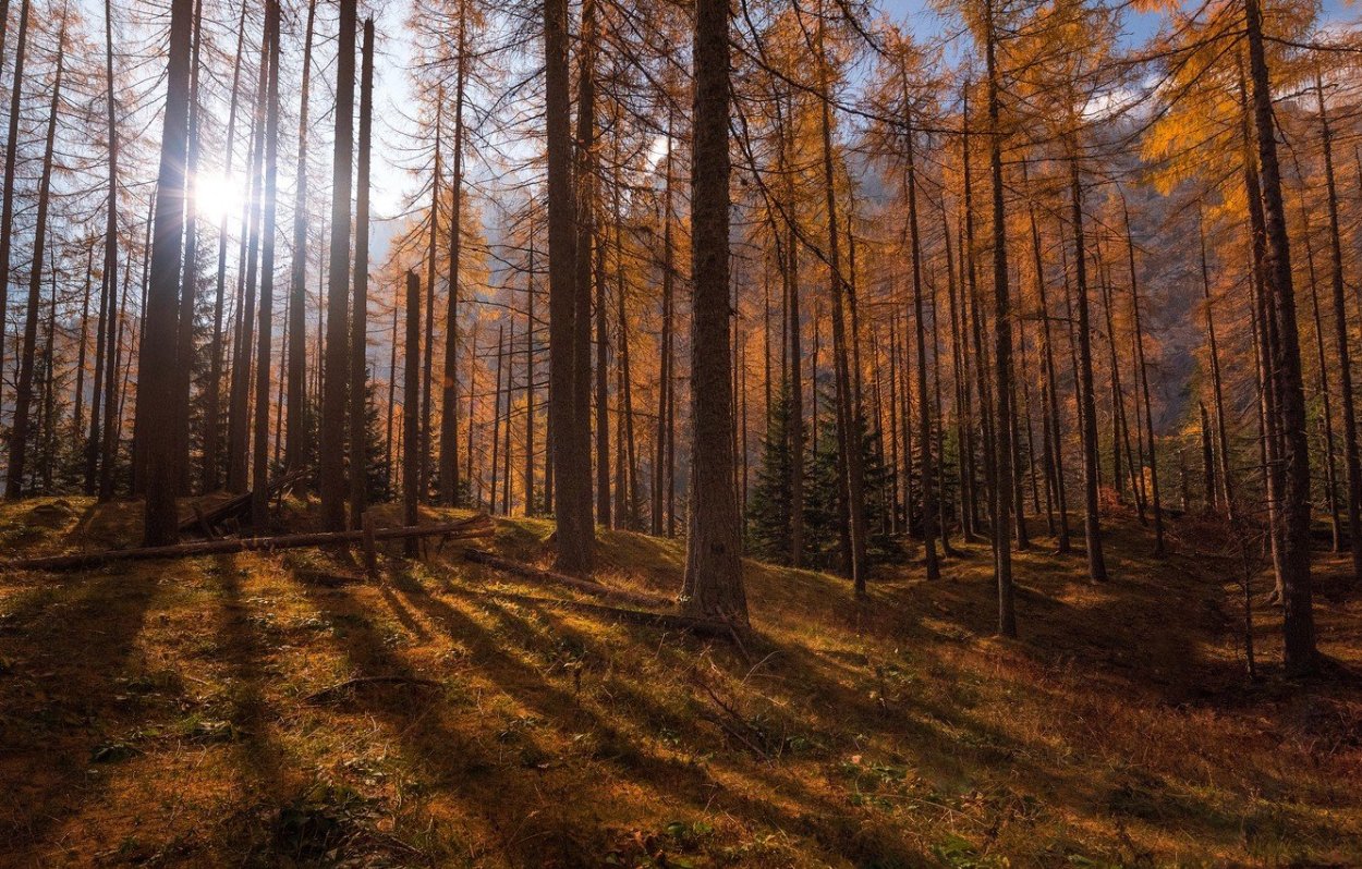 Хвойный лес осенью