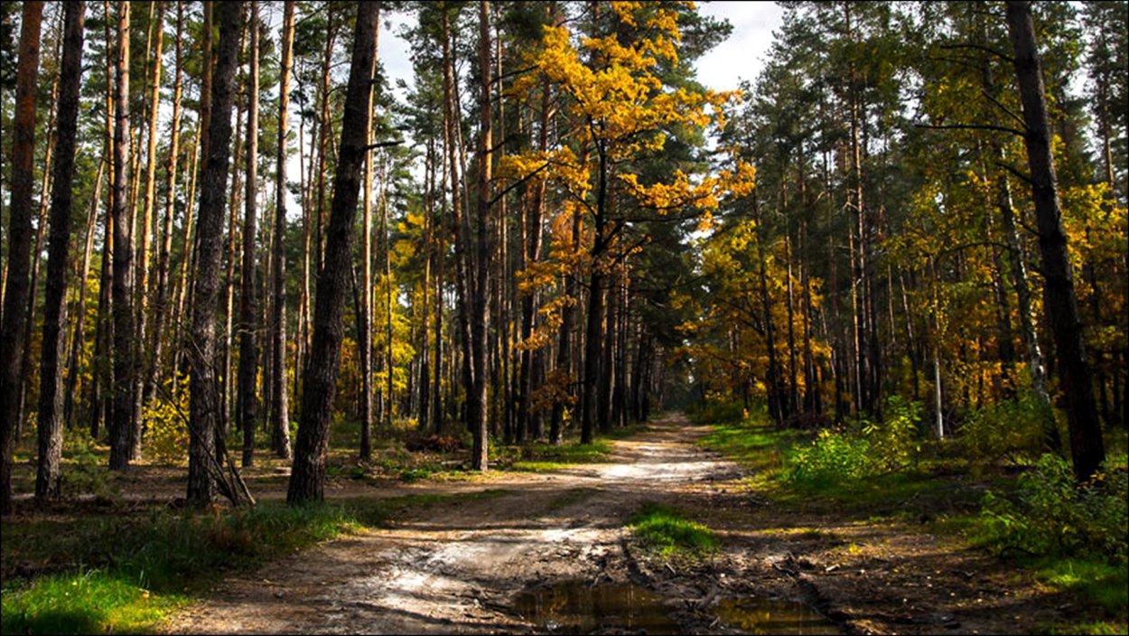 В лесу осенний лес коричневый