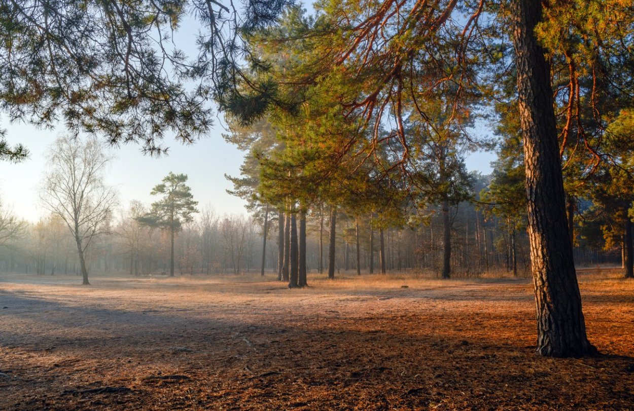 Сосновый лес в Подмосковье осенью