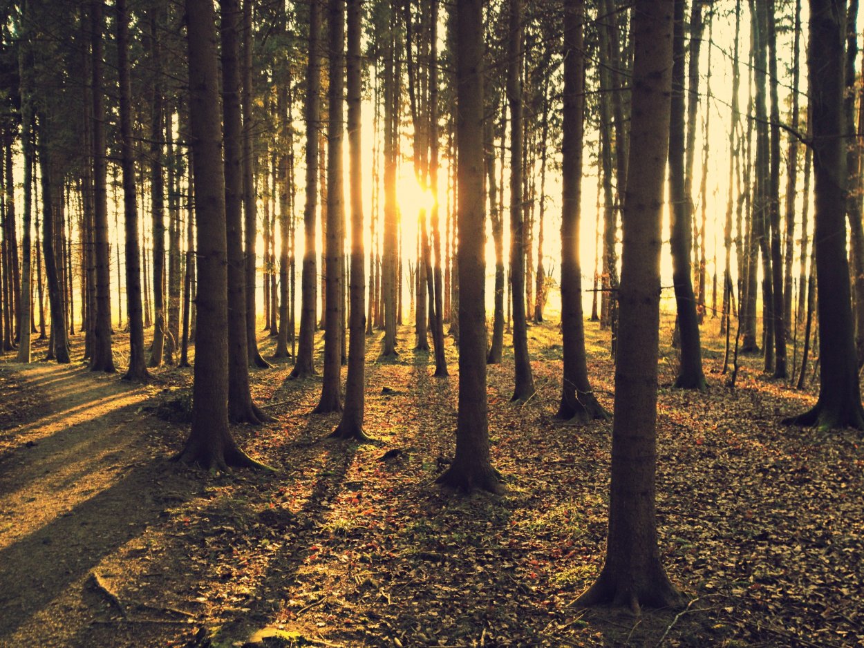 Сосновый Бор Костромская область лес