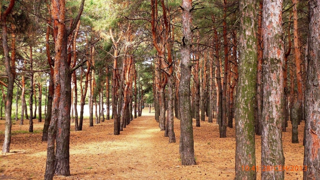 Сосновый Бор около озера