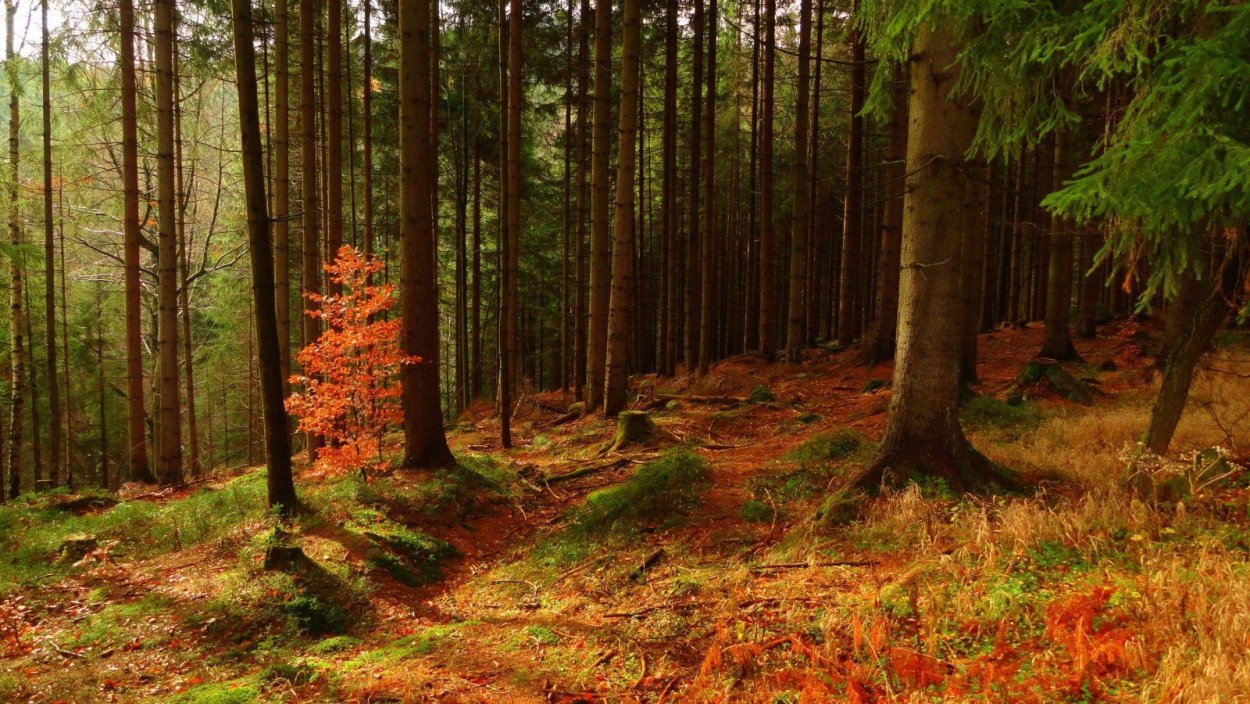 Леса России