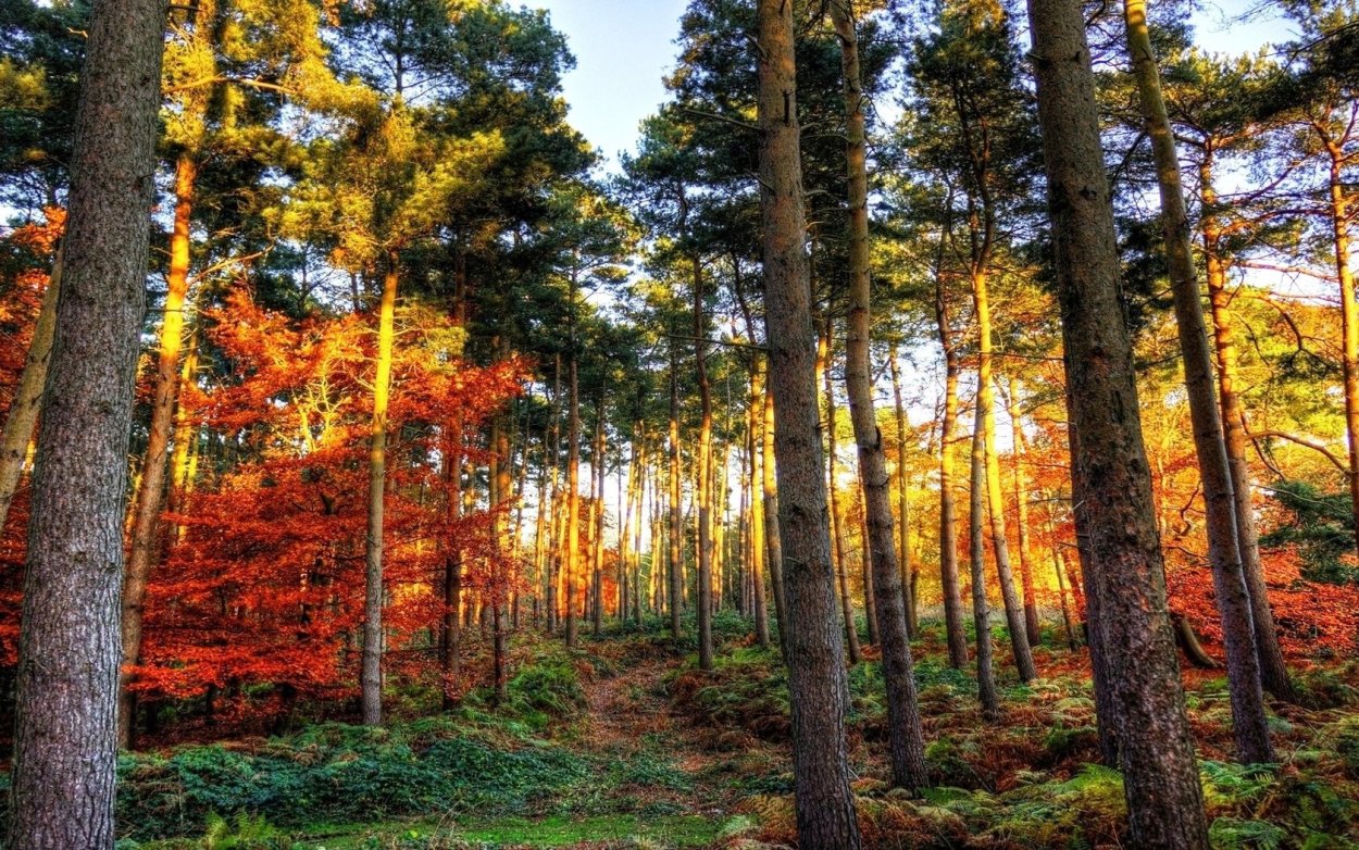 Осенний лес Сосновый Бор