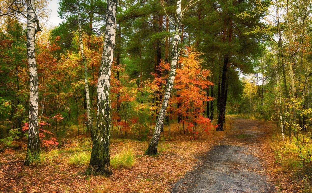 Сосновый Бор Сосенки осень