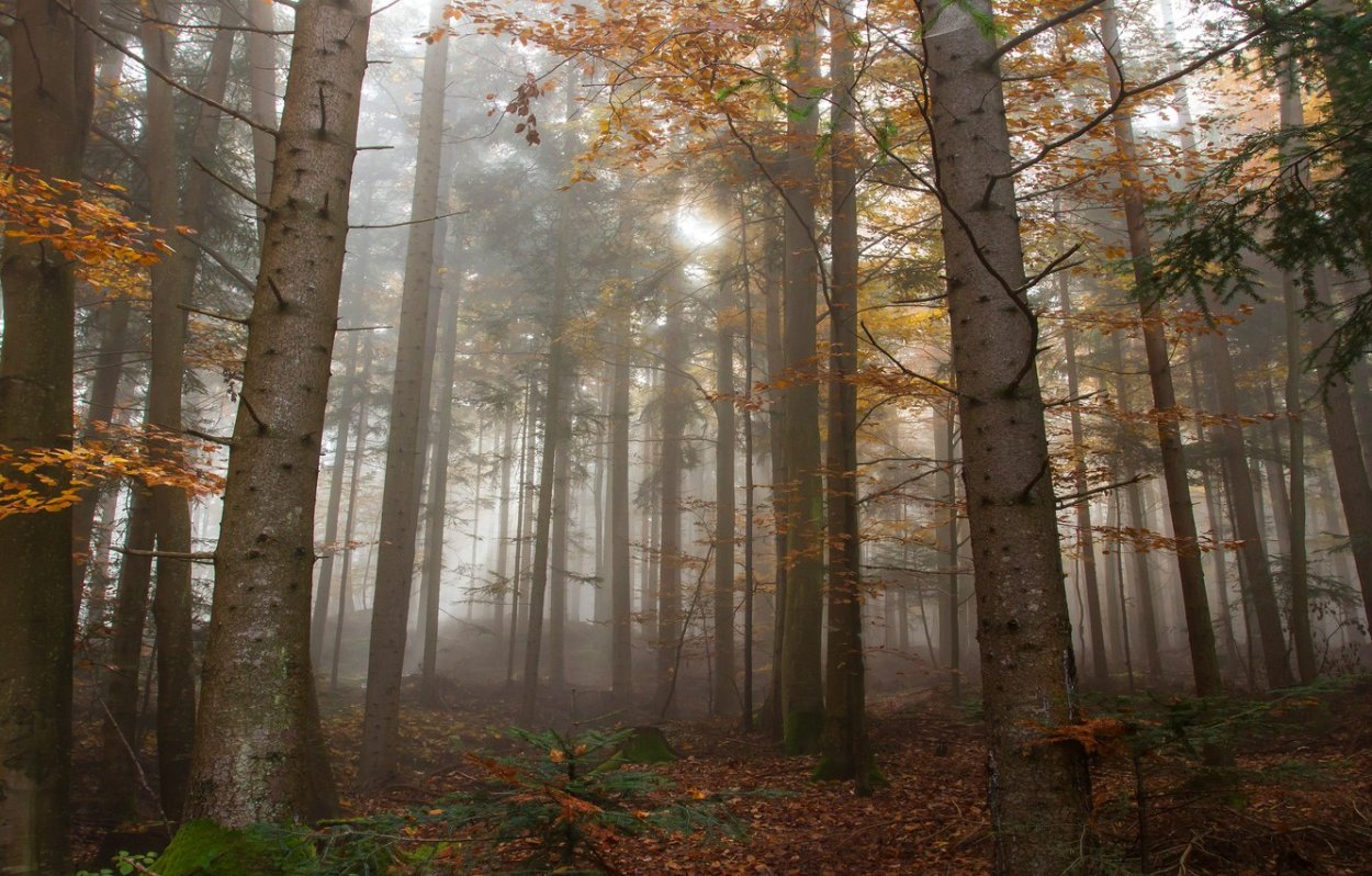 Густой осенний лес