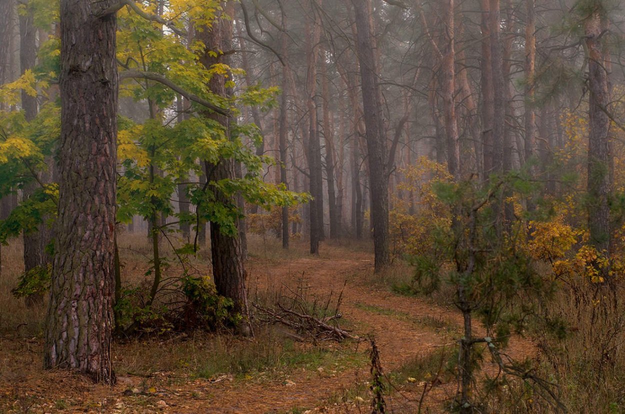 Осенний лес Сосновый Бор