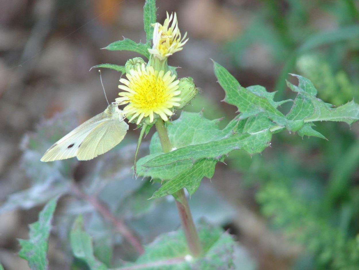 Осот огородный (Sonchus oleraceus)