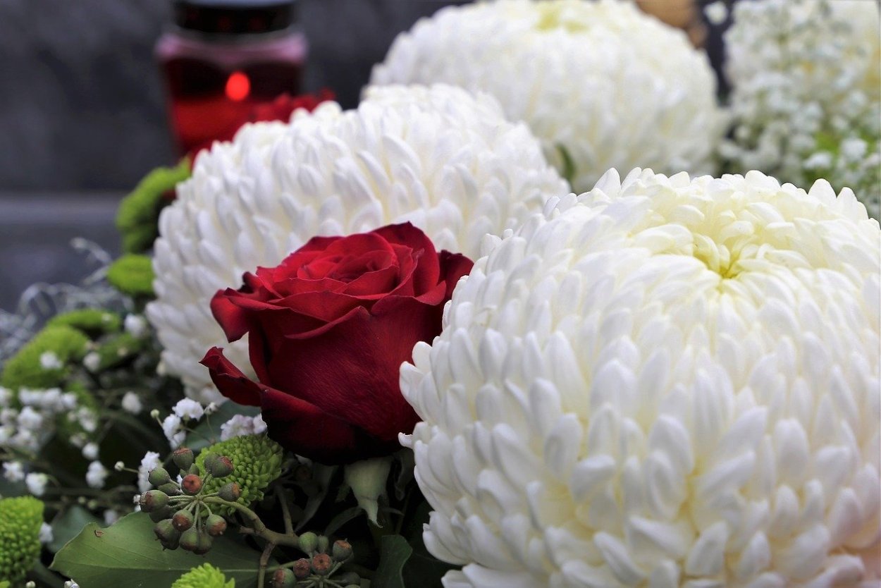 Хризантема белая