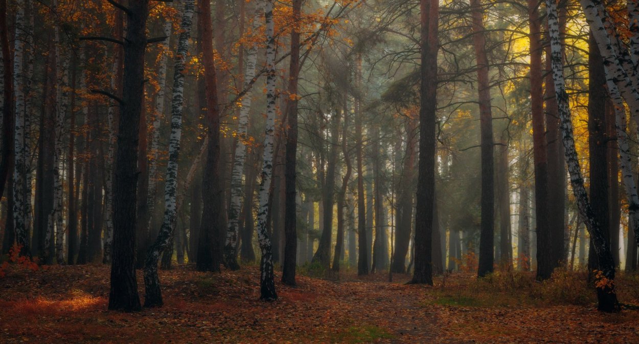 Осенний лес