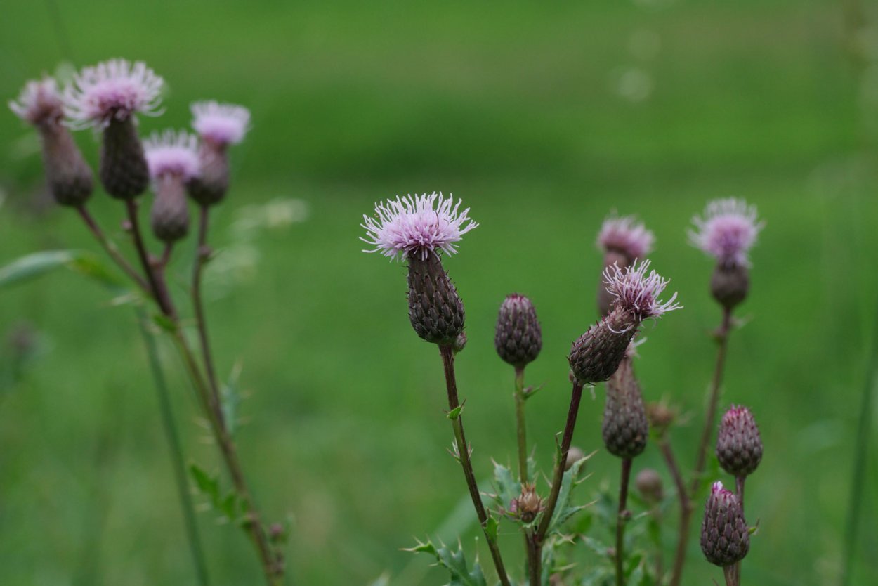 Бодяк полевой (осот)
