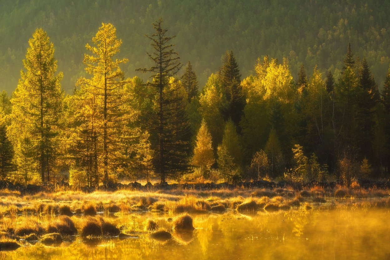 Сосновый лес Торжок