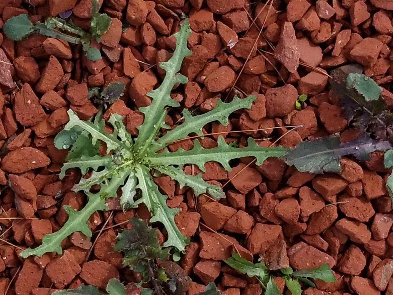 Молочай осот огородный