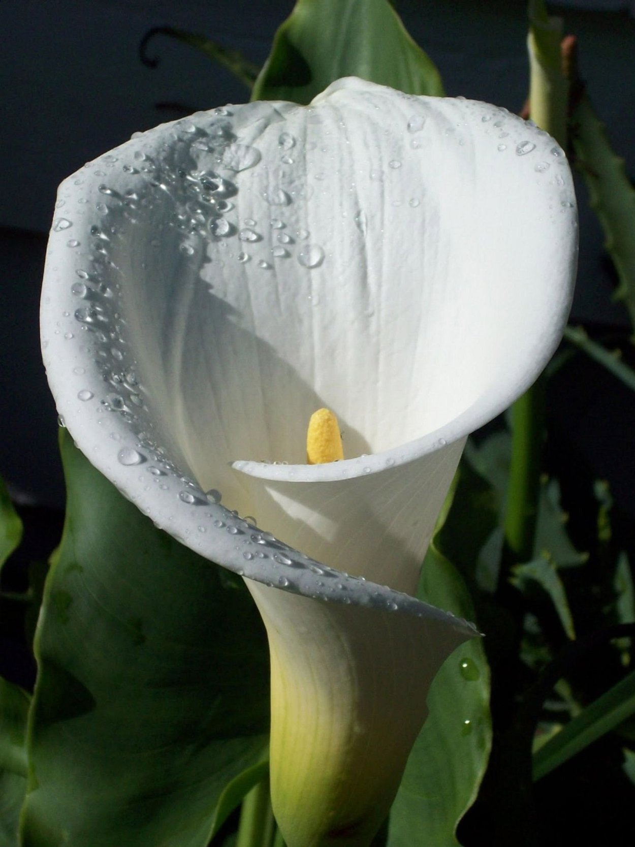 Белокрыльник (Калла)