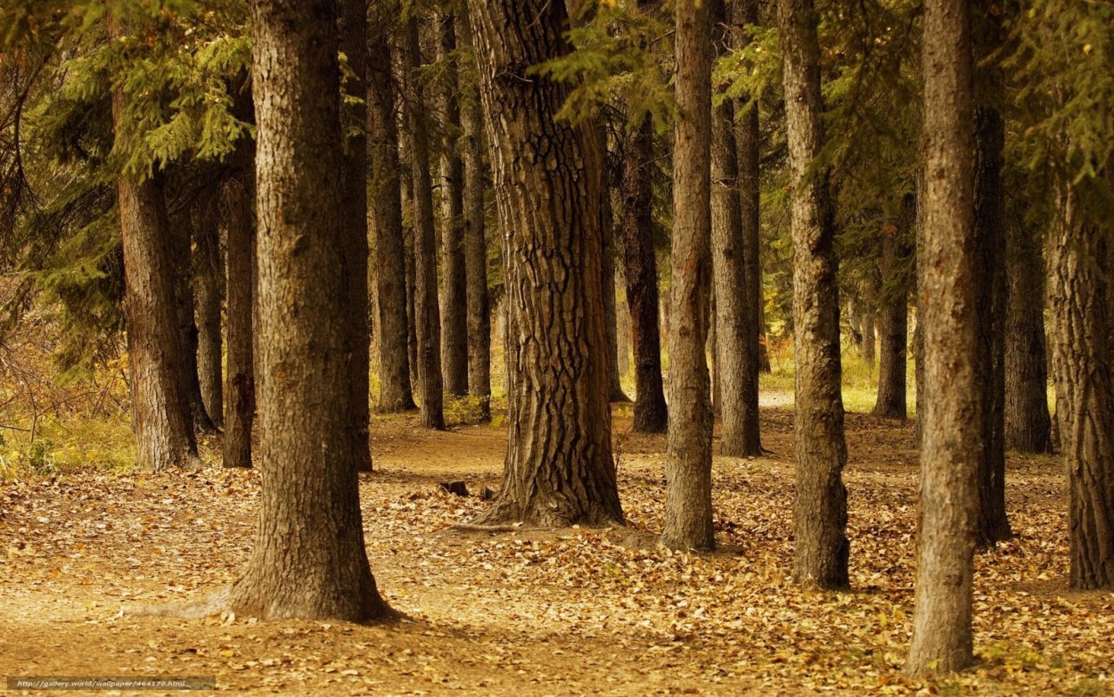 Сосновая роща Калуга