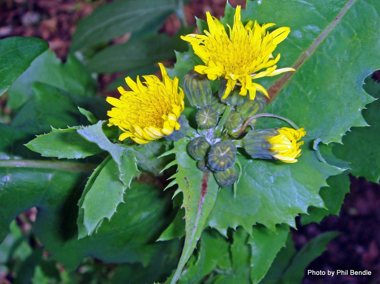 Осот огородный (Sonchus oleraceus)