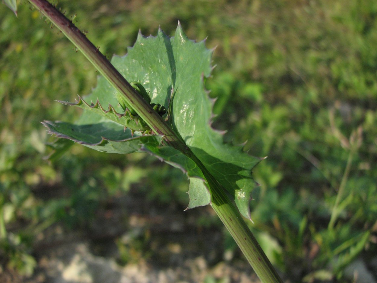 Латук огородный осот полевой