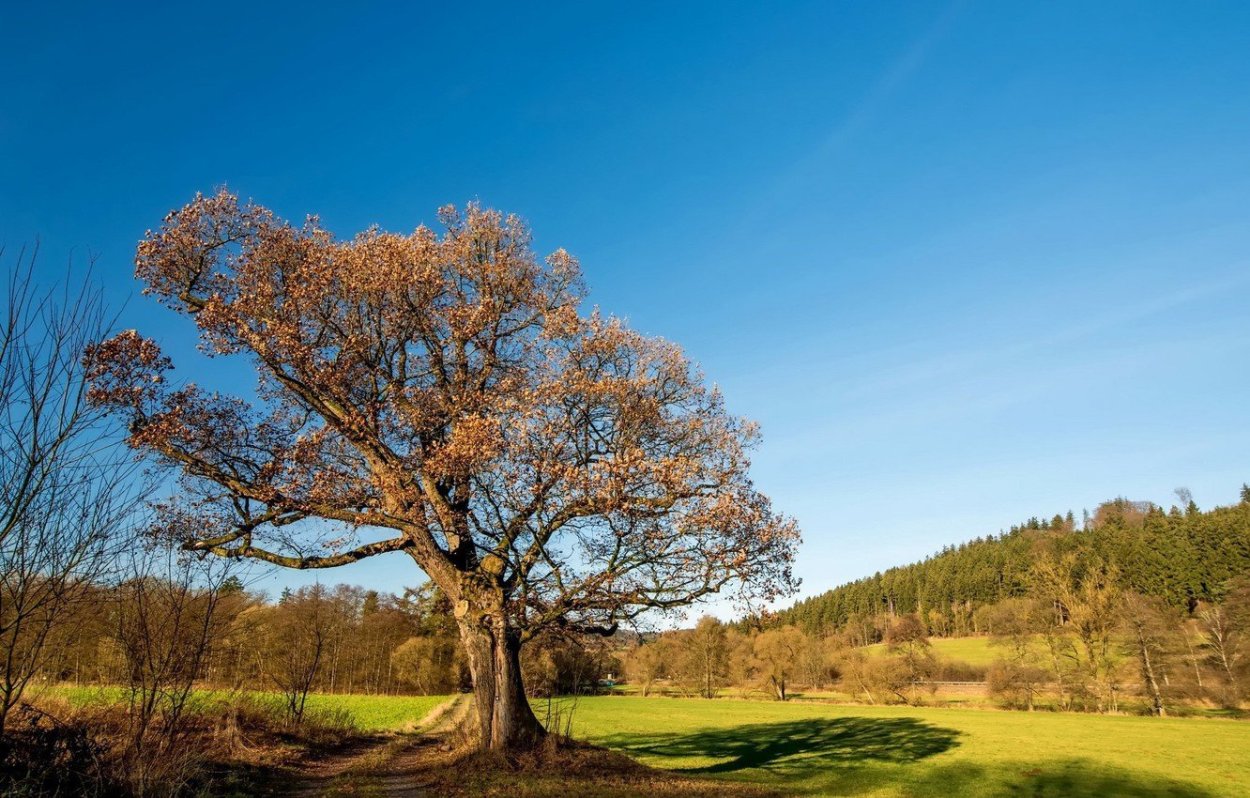 ЛИМУЗЕНСКИЙ дуб