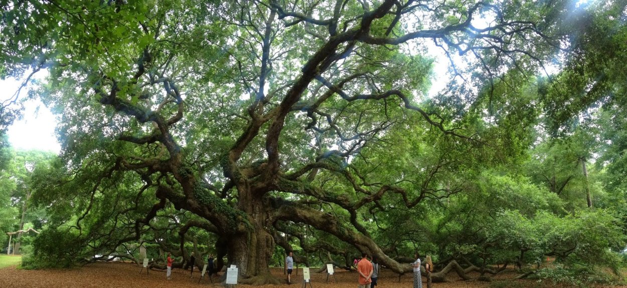 Дуб черешчатый дерево