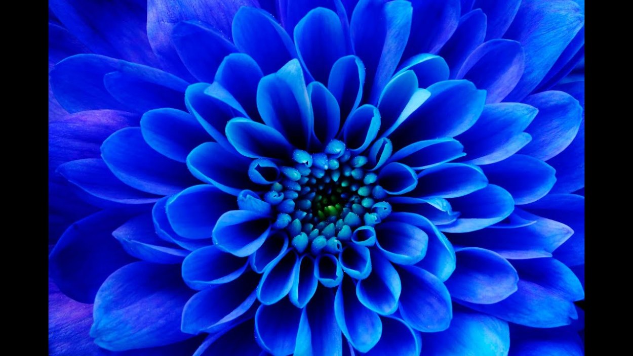 Блуе Фловер