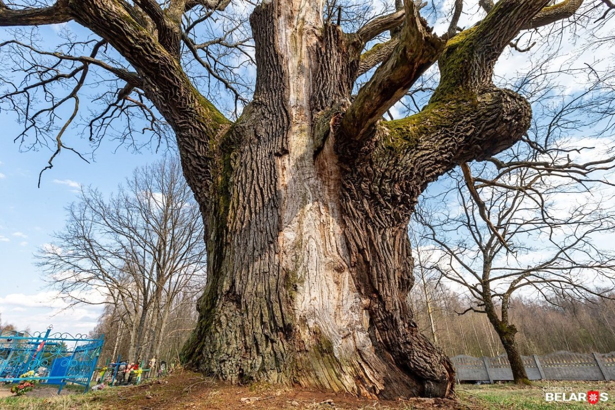 Фредвилл Англия дуб