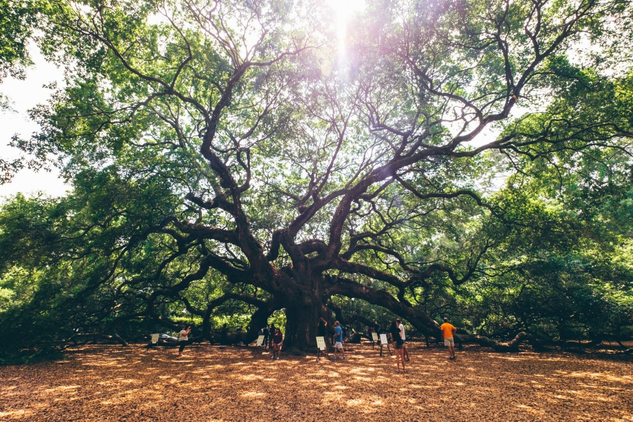 ЛИМУЗЕНСКИЙ дуб