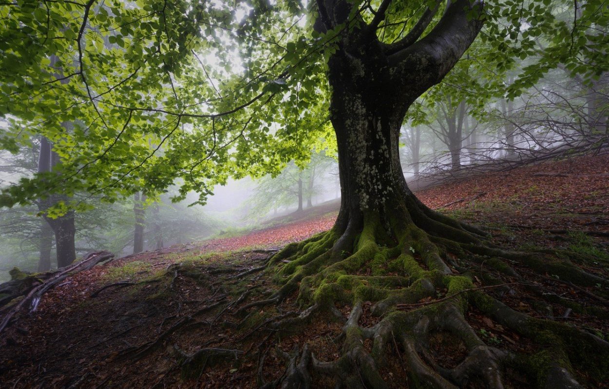Ноттингем Шервудский лес