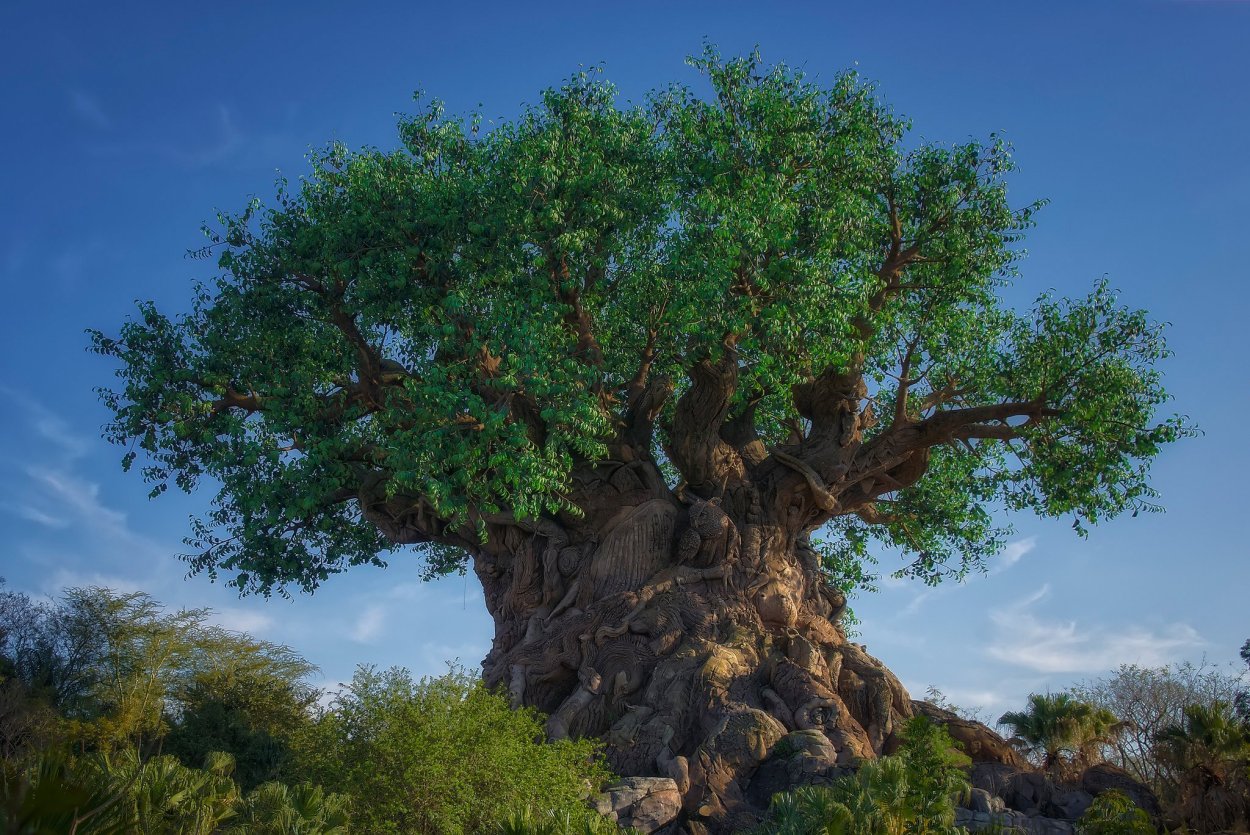 Партизанский дуб в Навлинском районе