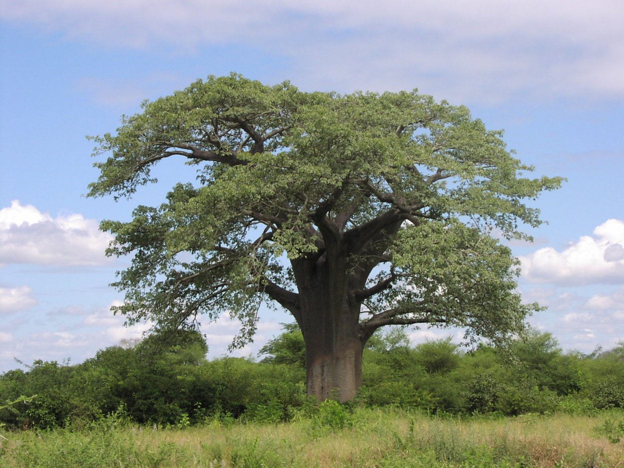 Дуб в Коломенском за забором