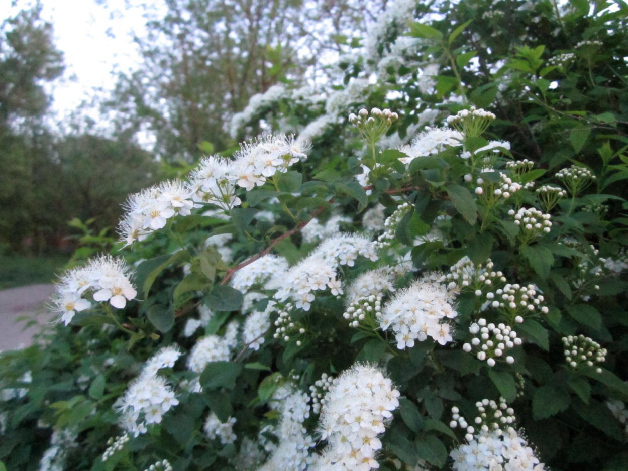 Спирея Майская