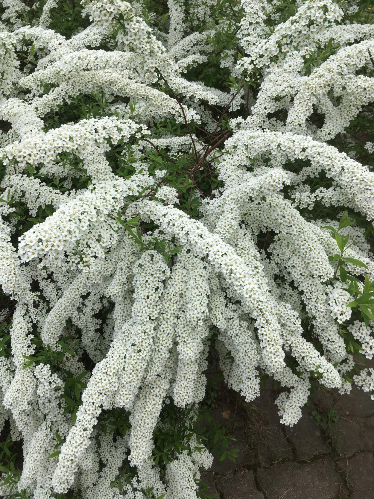 Спирея Вангутта Грефшейм