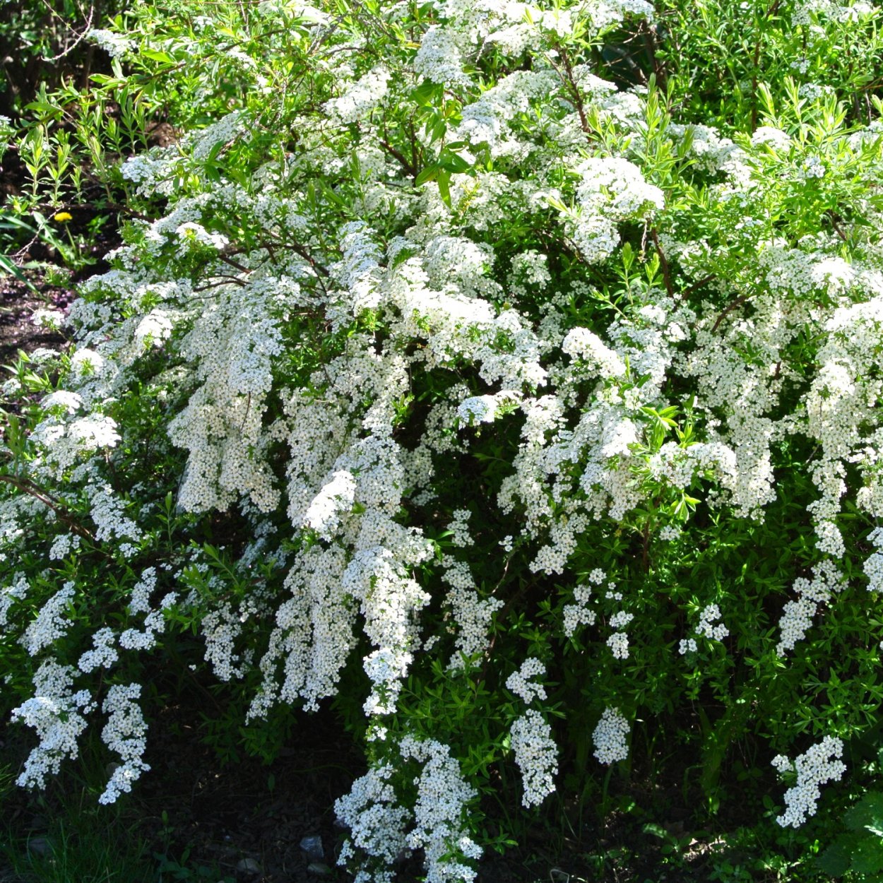 Спирея снежный шар