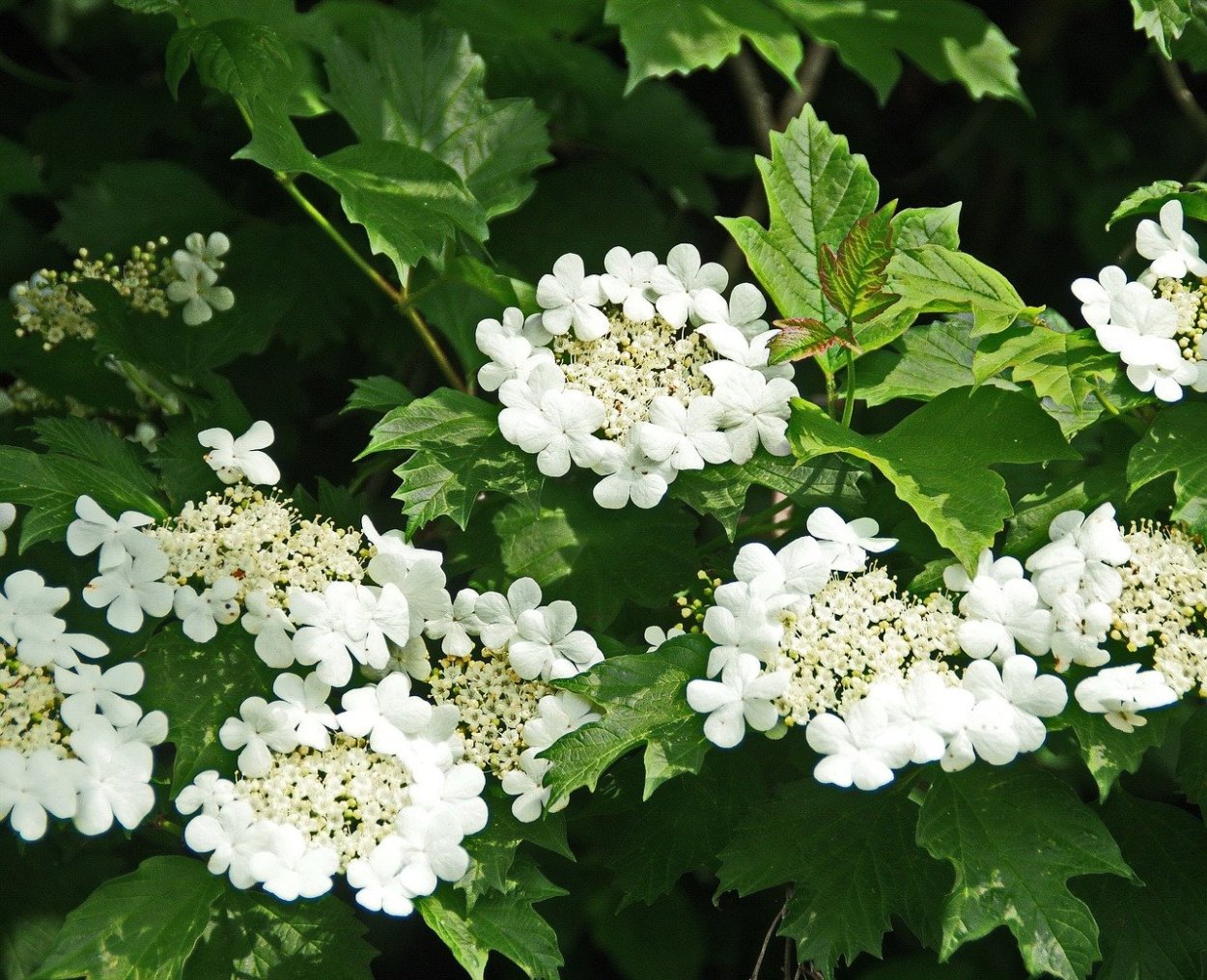 Калина обыкновенная (Viburnum opulus l.)