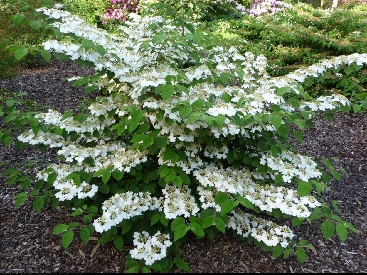 Калина складчатая 'Ватанабе' Viburnum plicatum 'watanabe'