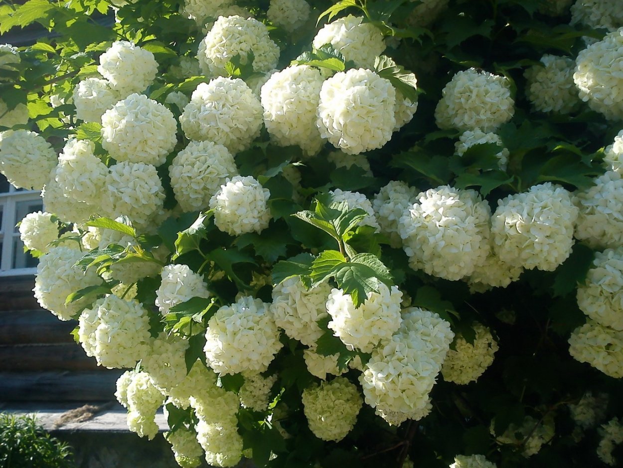 Кустарник Калина бульденеж