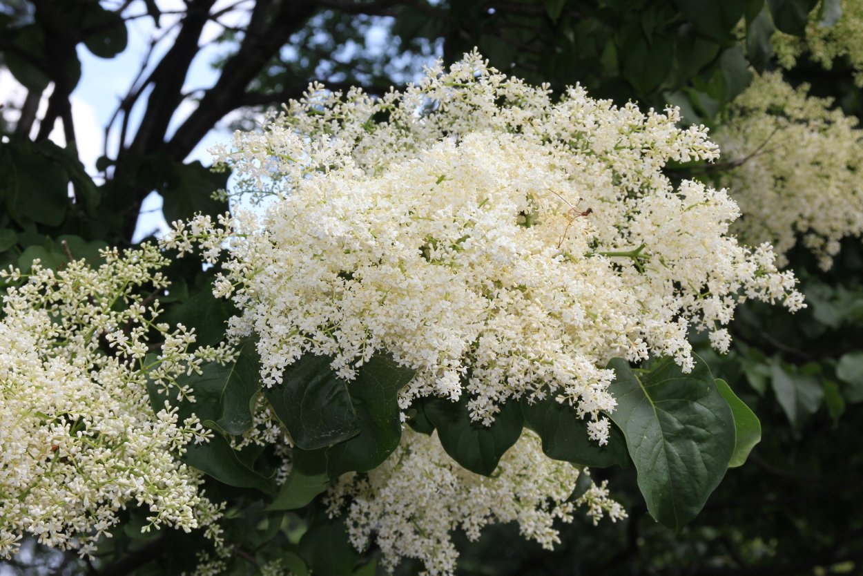 Сирень Амурская Syringa amurensis