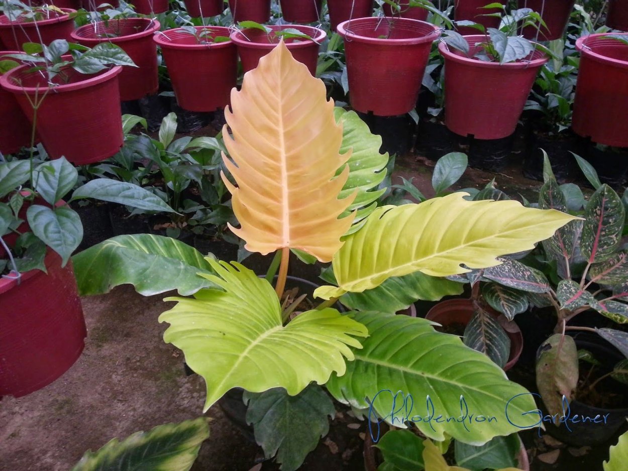 Филодендрон Марбл