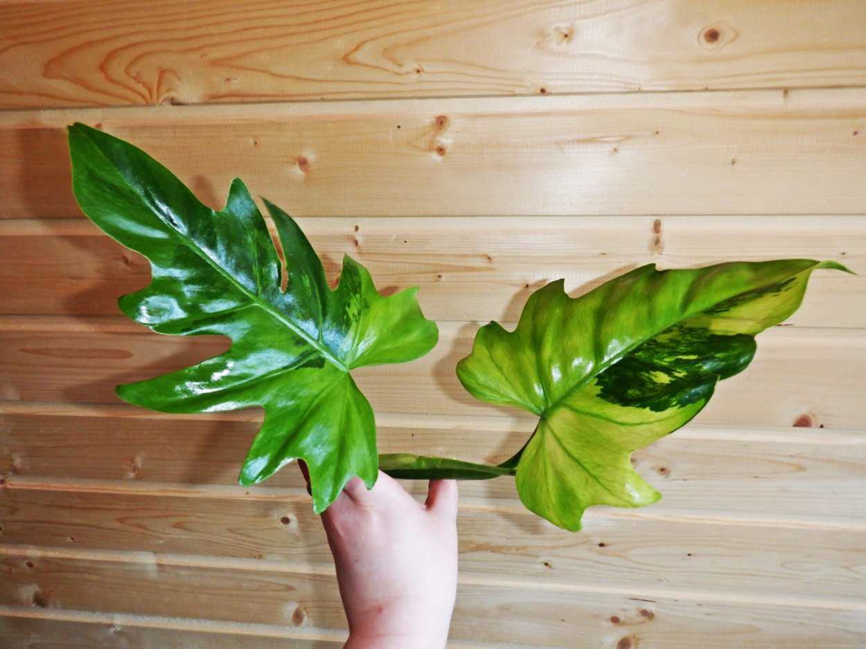 Филодендрон Scandens variegata