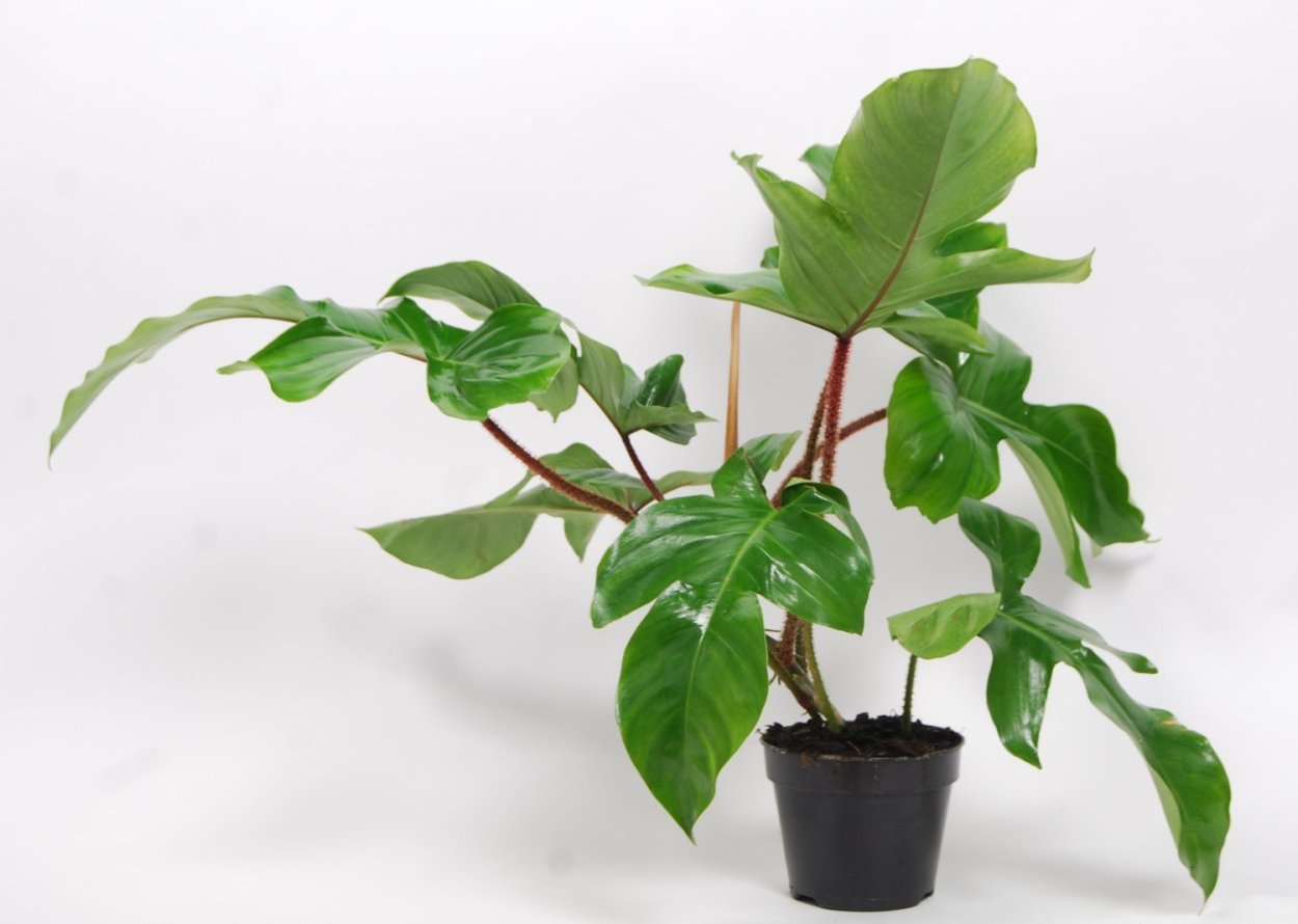 Illustration tobancay Philodendron