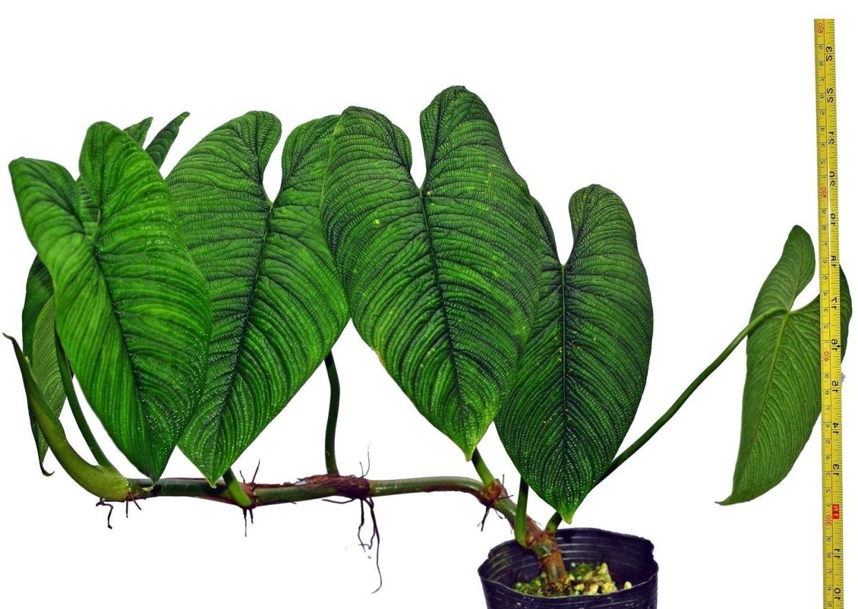 Монстера Адансона Monstera adansonii